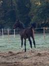 Foal Z 