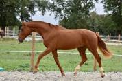 Hongre de 2 ans par Escaneno x Foundation 