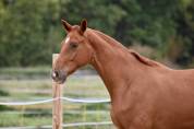 Hongre de 2 ans par Escaneno x Foundation 
