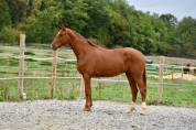 Hongre de 2 ans par Escaneno x Foundation 