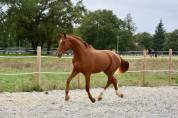 Hongre de 2 ans par Escaneno x Foundation 