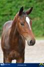 Promising young colt for sale
