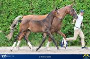Promising young colt for sale