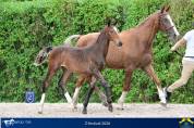 Promising young colt for sale