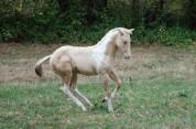 Poulain paint horse champagne dun tobiano 