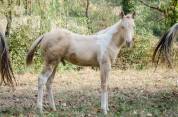Poulain paint horse champagne dun tobiano 