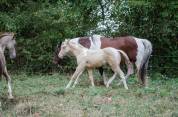 Poulain paint horse champagne dun tobiano 