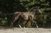 Jument - Lusitanienne - 4 ans - Dressage - France