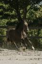 Jument - Lusitanienne - 4 ans - Dressage - France