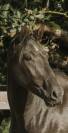 Jument - Lusitanienne - 4 ans - Dressage - France