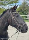 Jument - Lusitanienne - 4 ans - Dressage - France