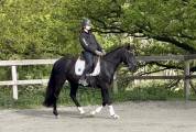 Jument - Lusitanienne - 4 ans - Dressage - France
