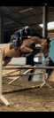 Jument SFO de 8ans - Oman d&rsquo;or X Quatoubet du rouet 