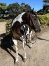 Cheval Azteque