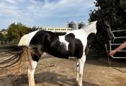Cheval Azteque