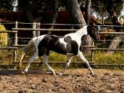 Cheval Azteque