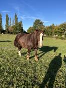 Jument de trait breton