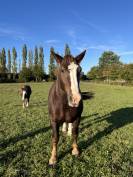 Jument de trait breton