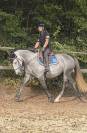 DP poney D