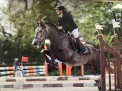 DP poney D