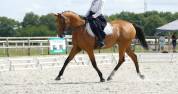 A VENDRE CHEHAD BEL ORIENT (CARDERO CHAMPS ELYSEES&deg;