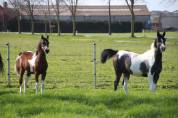 Pouliches AES pie &ndash; BWP x Arabe &ndash; CCE