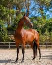 Ulysses &ndash; Lusitanien APSL de 2 ans | Origines Escorial 