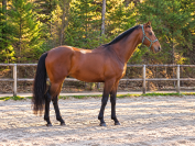 Ulysses &ndash; Lusitanien APSL de 2 ans | Origines Escorial 