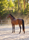 Ulysses &ndash; Lusitanien APSL de 2 ans | Origines Escorial 