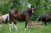Pouliche paint horse bai tobiano 