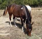 Pouliche paint horse bai tobiano 