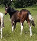 Pouliche paint horse bai tobiano 