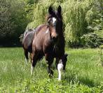 Pouliche paint horse bai tobiano 
