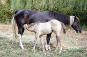 Poulain paint horse champagne classic dun 