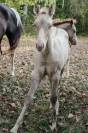 Poulain paint horse champagne classic dun 