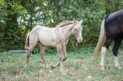 Poulain paint horse champagne classic dun 