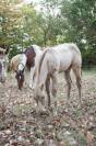 Poulain paint horse champagne classic dun 