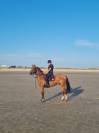 Hongre, 4 ans, 165 cm
