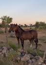 Poulain de 2 ans par Million Dollar X Diamant de Semill
