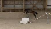 Poulain de 2 ans par Million Dollar X Diamant de Semill