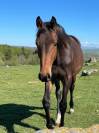 Poulain de 2 ans par Million Dollar X Diamant de Semill