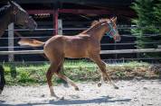 Superbe foal