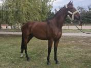 Top 4 ans X Vivant vd Heffinck 