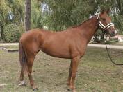 Top 4 ans X Vivant vd Heffinck 