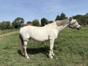Poulini&egrave;re Cso 