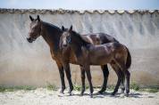 Superbe foal dressage