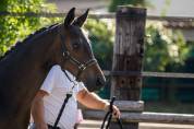 Superbe foal dressage