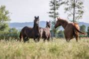 Magnifique Pouliche Dressage