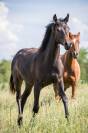 Magnifique Pouliche Dressage