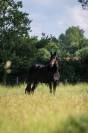 Superbe Yearling